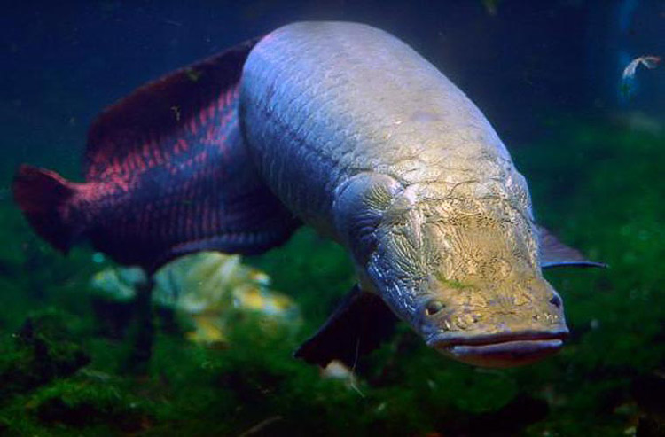 Cá Arapaima là loài cá khá cổ. Chúng được tìm thấy chủ yếu ở sông Amazon. Tuy nhiên, những con cá to thuộc loại này khá khó tìm do chúng bị săn bắt nhiều.